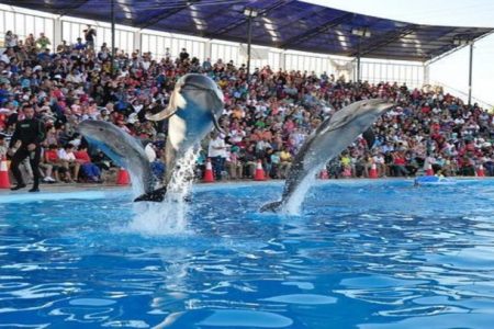 Dolphin show in Sharm